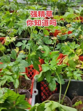 全身可食用,黄色液体是精华#农村创业养殖 #强精草#你知道吗#识百草#好物分享