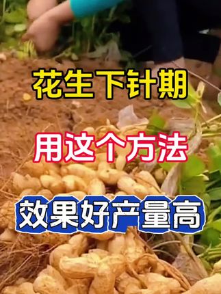 花生下针期用这个方法,效果好产量高 #花生种植#花生管理#花生高产#农业种植#三农