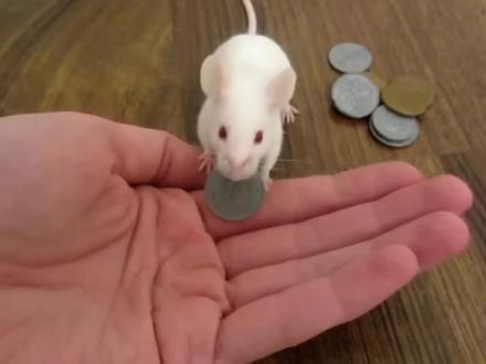 人类你好,小白鼠的心声#宠物知识 #动物科普 #小白鼠 #知识科普