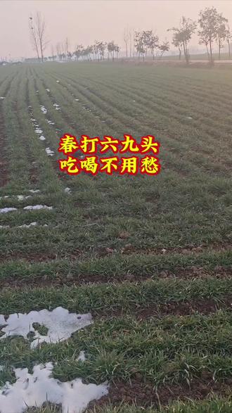 今年的立春在腊月十七恰逢69第一天,今年会不会倒春寒?听听农谚怎么说#朝晖农资#三农#种植#新农人