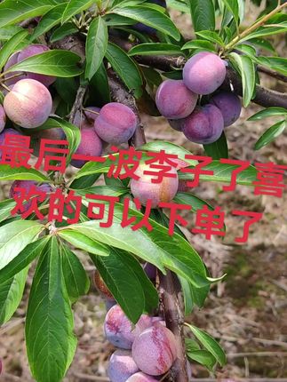最后一波李子喜欢的赶紧下单了#李子 #李子熟了