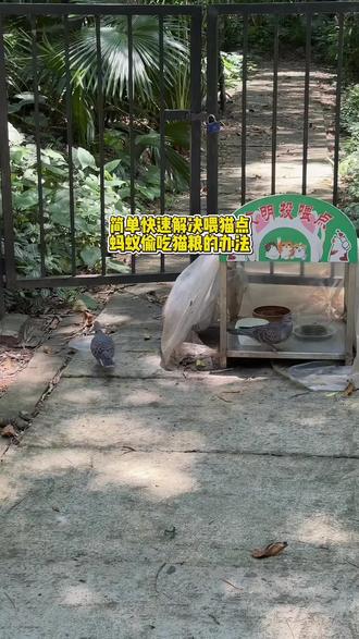 伊泰诺呋虫胺杀虫喷雾 简单方便防止喂猫点蚂蚁偷吃猫粮#喂流浪猫#喂猫点#防虫小技巧#旺叔喂猫日记