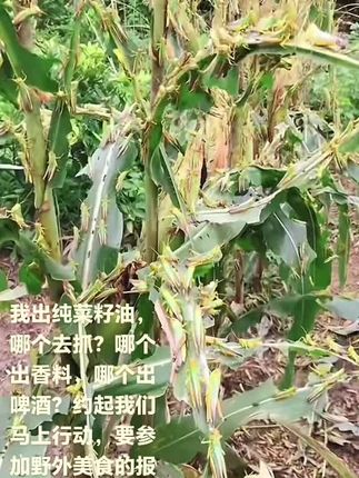 #野外美食 #油炸蚂蚱 ,我出纯菜籽油,哪个去抓?哪个出香料,哪个出啤酒?约起我们马上行动,要参加野外美食的报名。