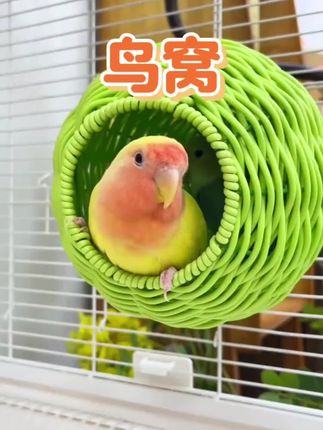看我给鸟笼安的这个空调房,温度瞬间降下来好几度!#鸟窝  #鹦鹉鸟窝  #鸟笼鸟具 @DOU+上热门