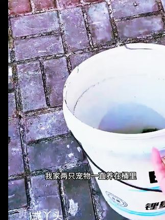 #乌龟缸#乌龟 #养龟日常 #水族 #宠物龟