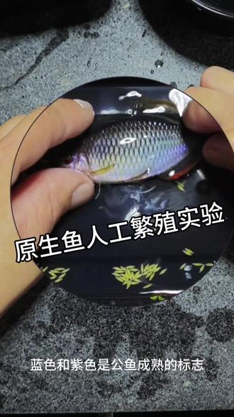 漳州齐氏鱊人工繁殖实验 #流量扶持计划 #创作者中心 #创作灵感 #漳州齐氏鱊 #鳑鲏
