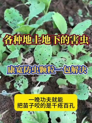 地下防虫颗粒,地蛆蝼蛄地老虎蚂蚁轻松解决,好用不贵#厂家直发品质保证 #三农种植