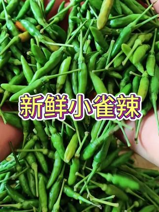 新鲜小雀辣又香又辣又脆口,喜欢吃辣的朋友一定不要错过 #优质农特产 #小雀辣 #云南特产 #辣椒🌶 #现摘现发新鲜到家