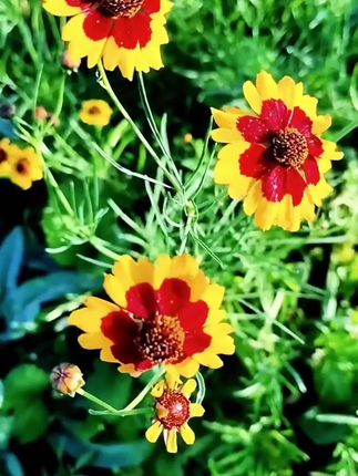 #雪菊花茶天山菊花茶#高山高原胎菊特产#口感非常好#好物推荐