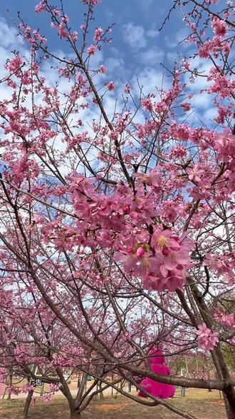 春节赏花好去处#南雄云峰山樱花园#樱花季 #樱花盛开 #赏花来这里 #春节心动之旅