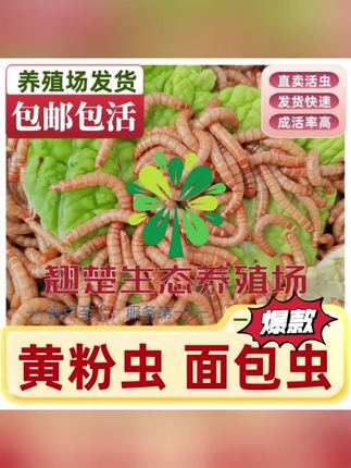 活面包虫活饵黄粉虫蛋白虫钓鱼饵料鱼鸟粮龟粮鼠粮鸡粮守宫爱吃#面包虫 #钓鱼饵料 #虫子 #鸟粮 #蛋白虫