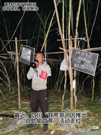 偷甘蔗背后的酸甜苦辣 #偷甘蔗#甘蔗