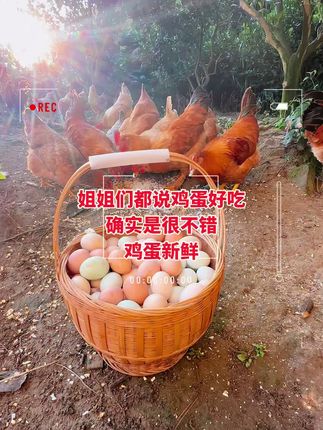 有姐妹喜欢吃土鸡蛋的吗,妈妈养的鸡 土鸡蛋#土鸡蛋 #农家土鸡蛋