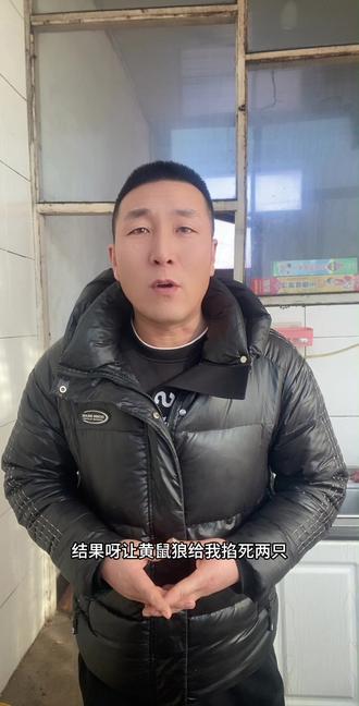 #黄鼠狼#vlog#日常#九字心法#黄鼠狼跑了,再放个鸡蛋看看还来不来