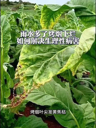 #烤烟叶尖发黄焦枯 #烤烟气候性斑点 #憨烟黑爆烟 #花苷素钾多肽