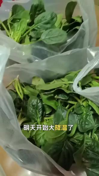菠菜这样保存简直太方便了适合懒人
对于我这种懒人,买一次菜要管半个月不去菜市场,这样做也不用担心黄叶和干巴,也省去卖每次要清洗的麻烦,吃一次拿出一袋直接倒入锅内,太方便了,真正懒人哟,姐妹们有没有和我一样的,像你们一定比我勤快吧#食物保鲜#菠菜保存方法