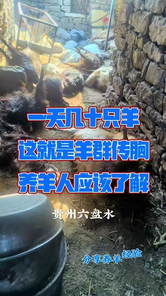 羊群传胸,养羊经验分享 一天几十只羊,这就是羊传胸,养羊人多观察#人间观察计划 #羊传染性胸膜肺炎 #羊烂肺病 #羊传胸 #守护镜头里的动物