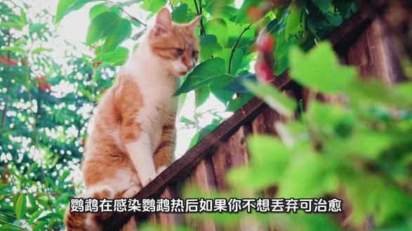 鹦鹉在感染鹦鹉热后,如果你不想丢弃是可以治愈的#鸟#鹦鹉热#单眼伤风 #鹦鹉 #手养鹦鹉