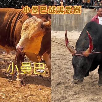 2月18号,小曼巴大战黑武器#斗牛