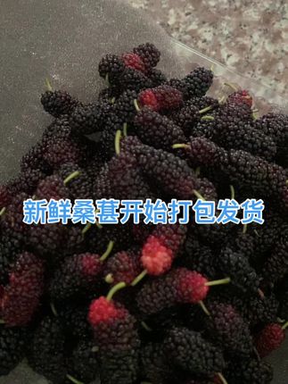 #新鲜桑葚 #桑葚上市 #新鲜采摘 #桑椹