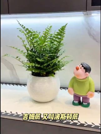 吉姆蕨盆栽带土水培绿植好养耐阴室内客厅办公室懒人必备福音花卉#上热门#好物推荐#种草