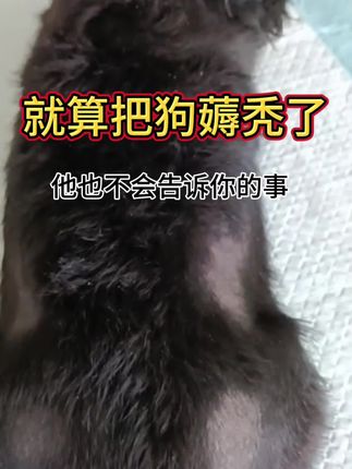 把狗薅秃了他也不会告诉你的事#新手养狗#养狗知识#养狗 #养狗的乐趣 #养狗必备