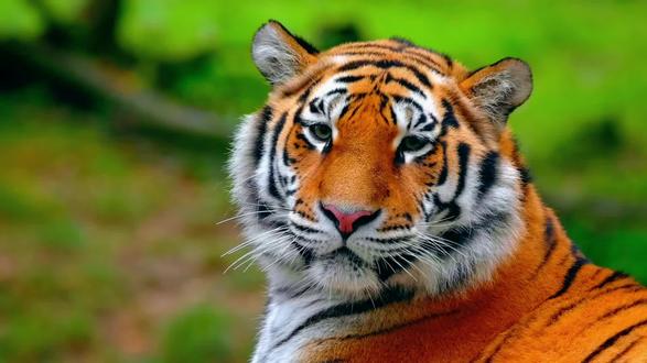 老虎的🐅冷知识#治愈小猫 #老虎 #东北虎 #神奇动物在抖音 #动物