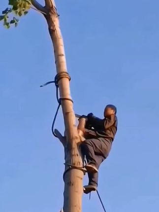 高空锯子锯树锋利手锯高枝锯园林手锯户外果树花木修枝锯修剪耐用