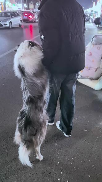 路上都是车,二七搁那扑腾扑腾跳,它爹没办法了直接抓起两条腿走,笑死了#陨石边牧 #狗狗 #萌宠 #迷惑行为大赏 #边牧