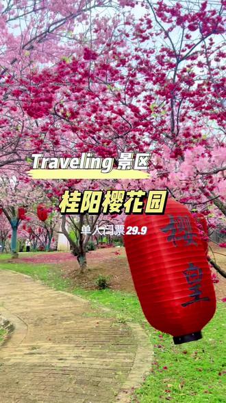 桂阳樱花园盛大绽放,抖音下单单人票只要29.9,刷到先囤,反正不用随时可退#郴州旅游#桂阳樱花园 #桂阳樱花园游玩 #马上更新家乡年味 #旅游推荐官