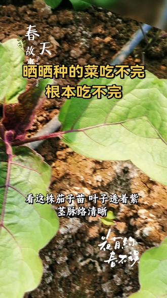 这菜吃不完根本吃不完,想吃肉了想吃鸡,拿菜换行不#纯天然绿色蔬菜 #分享你的蔬菜种植小妙招