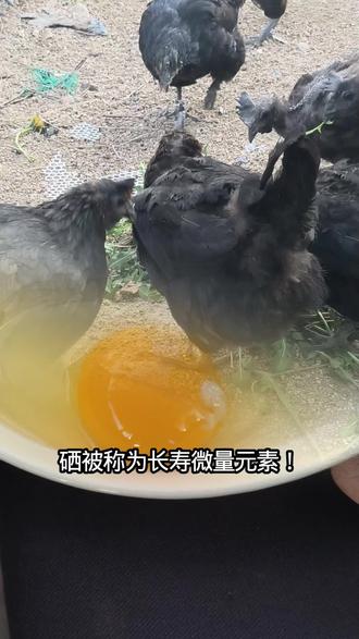 富硒绿壳笨鸡蛋,抗氧化延缓衰老
#绿壳笨鸡蛋#富硒#抗氧化#延缓衰老