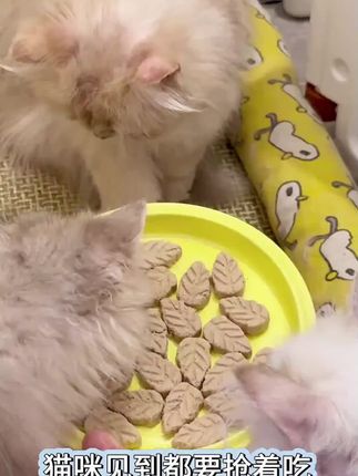 鱼禾猫云杉排毛冻干化毛助排毛球猫猫专用猫咪零食化毛营养猫零食 #排毛冻干 #宠物冻干 #冻干零食