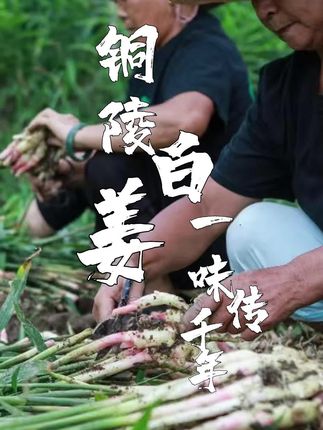 铜陵白姜、一味传千年!#皖美徽姑娘 #徽姑娘 #铜陵白姜姜来更好 #铜陵白姜 @抖音小助手 @DOU+小助手