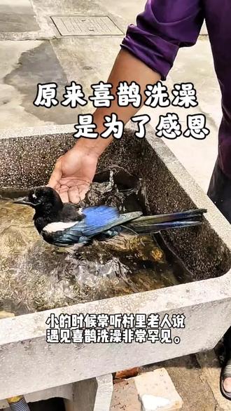 原来喜鹊的寓意是这样的!#喜鹊 #动物成精 #神奇动物在抖音#真实拍摄 #保护动物