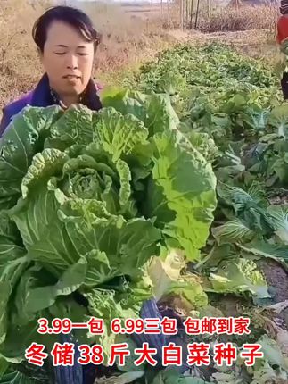 冬储38斤大白菜种子耐储存耐热耐寒大白菜籽夏播秋播大白菜种子