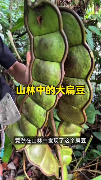 这么大的扁豆,你们见过吗?