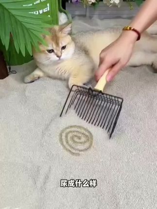 20斤小米猫砂小颗粒低尘猫砂10斤除臭膨润土猫砂 ##科学养宠攻略 #萌宠好物 #猫砂测评 #猫砂@我要上热门 @热门推荐 @抖音创作小助手