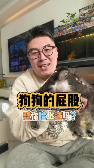 狗狗坐你身上不是挑衅,是超爱你的信号!你家狗狗拿屁股怼过你?#狗狗的日常 #养狗经验分享 #狗子的迷惑行为 #这狗成精了 #狗是人类最忠诚的朋友