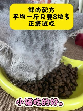 多猫家庭的平价猫粮,满足猫咪日常需求,适口性好,轻松养出大猪咪#猫粮 #猫粮推荐 #萌宠好物 #养猫经验分享