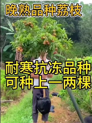 晚熟品种八月红马贵荔荔枝