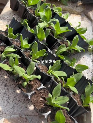 冰菜苗发货了,脆嫩好吃,有营养,种植简单 冰菜就是适合现在种植的#农业种植 #冰菜种子 #冰菜苗 #冰菜种植 #冰菜如何种植