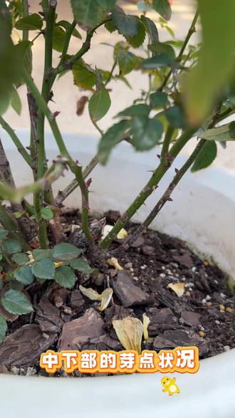 江浙沪月季12月花后是否修剪的差异
非常直观的生长对比,
花友们喜欢那种?
#养花
#养花小知识
#抖音生活观察计划
#月季养护
#园艺