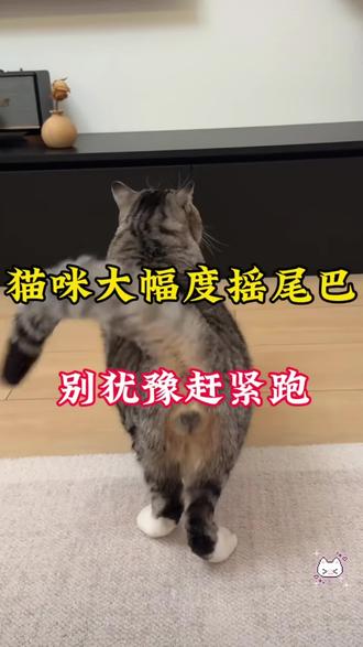 猫咪大幅度摇尾巴别犹豫赶紧跑#养宠知识 #养猫新手 #宠物冷知识 #萌宠出道计划 #宠物知识