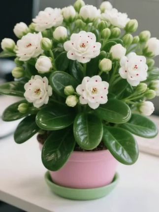 AI制作请以实物为准#碧玉盆栽##花卉绿植 #视频仅供参考