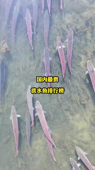 国内最贵淡水鱼排行榜#淡水鱼#鱼虾蟹养殖#水产养殖#四大家鱼养殖 #高密度养殖