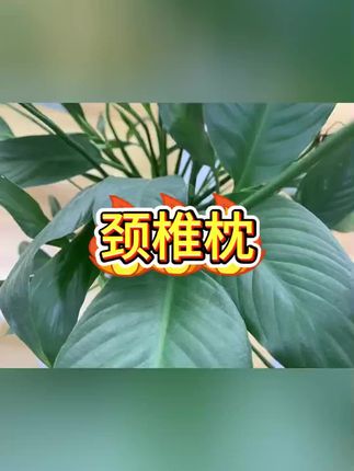 #颈椎枕#枕头#护颈枕