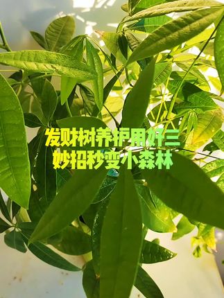 发财树养护用好三妙招秒变小森林