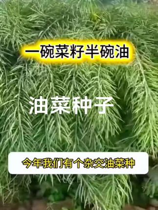 世纪星华油567优质油菜种,花黄籽强分支抗病抗倒双抗双低早熟高产 #抖音助农 #油菜籽 #丰收的季节硕果累累 #油菜 #种植
