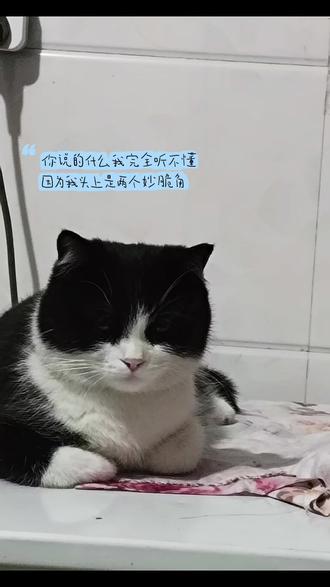 牛大咪 就是这么拽#无人懂咪